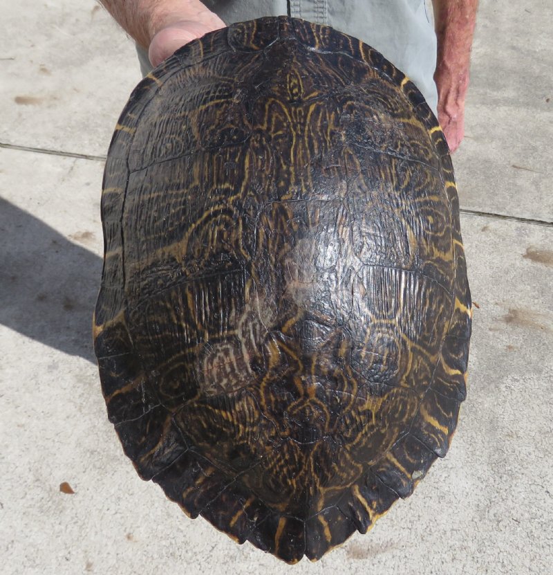 11 by 8 inches Large River Cooter Turtle Shell for Sale - You are ...