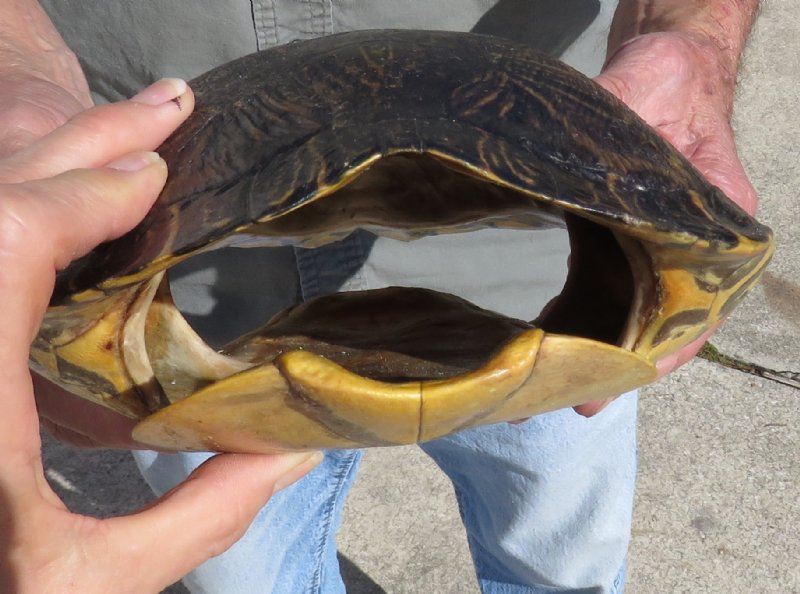 11 by 8 inches Large River Cooter Turtle Shell for Sale - You are ...