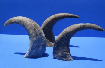 13 to 16 inches Raw Water Buffalo Horns, Sanded Buffalo Horns <font color=red> Wholesale</font>, Raw Buffalo Horn - 10 @ $9.00 each