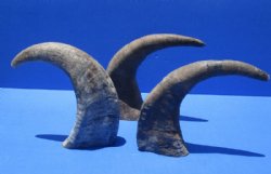 13 to 16 inches Raw Water Buffalo Horns, Unfinished Buffalo Horns <font color=red> Wholesale</font>, Raw Buffalo Horn - 10 @ $9.00 each