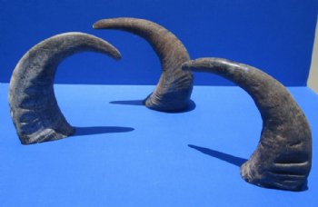 13 to 16 inches Raw Water Buffalo Horns, Sanded Buffalo Horns <font color=red> Wholesale</font>, Raw Buffalo Horn - 10 @ $9.00 each