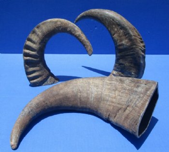 17 to 21 inches Raw Sanded Water Buffalo Horns - $22.99 each; 2 @ $21.60 each