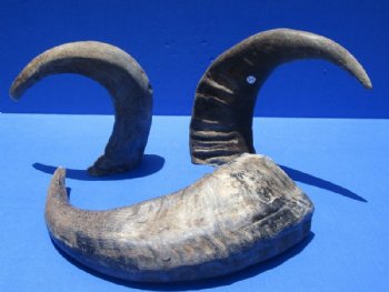 22 to 25 inches Raw Buffalo Horns,  Natural Water Buffalo Horns - $34.99 each; 2 @ $32.80 each