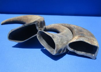 17 to 21 inches Raw Sanded Water Buffalo Horns - $22.99 each; 2 @ $21.60 each