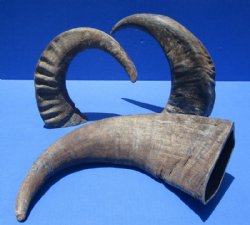 22 to 25 inches Raw Buffalo Horns,  Natural Water Buffalo Horns - $34.99 each; 2 @ $32.80 each