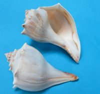 4 to 4-3/4 inches Knobbed Whelks or Atlantic Whelk Shells - 24 @ $1.45 each