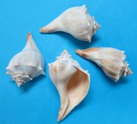 4 to 4-3/4 inches Knobbed Whelks or Atlantic Whelk Shells - 24 @ $1.45 each