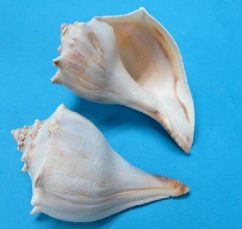 7 to 7-7/8 inches Large Whelk Shells for Sale, Knobbed Whelks in Bulk - Pack of 6 @ $5.15 each