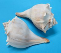 4-3/4 to 5-1/2 inches Atlantic Whelk Shells for Sale, Knobbed Whelks - Box of 12 @ $2.45 each