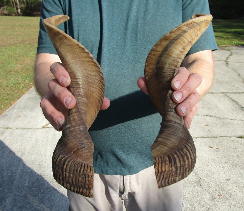 19 and 201/4 inches Matching Pair of Ram/Sheep Horns for Sale