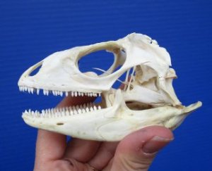 Iguana Skulls, Green Iguana Skull