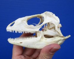 Iguana Skulls, Green Iguana Skull