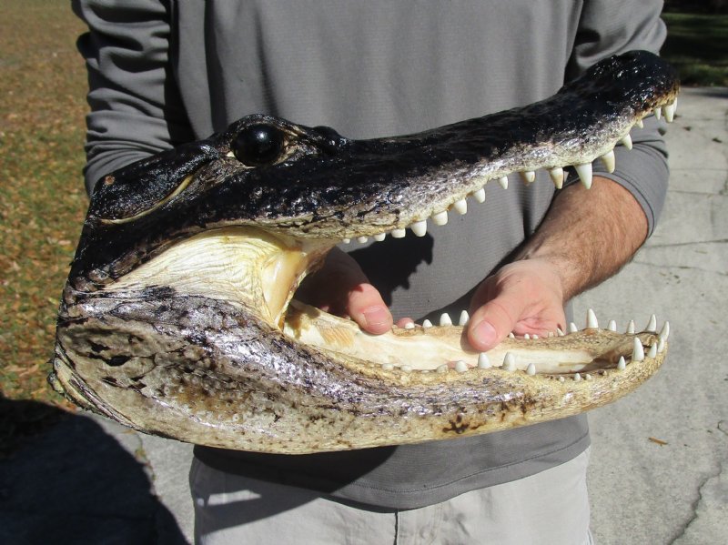 13-1/2 inches Real Preserved Alligator Head for Sale from a Louisiana ...