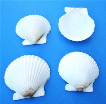 1-3/4 to 2-1/4 inches  White Florida Bay Scallop Shells  <font color=red> Wholesale</font>- 700 @ .14 each