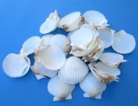 1-3/4 to 2-1/4 inches  White Florida Bay Scallop Shells  <font color=red> Wholesale</font>- 700 @ .14 each