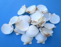 1-3/4 to 2-1/4 inches White Florida Bay Scallops for Seashell Crafts - Pack of 100 @ .24 each