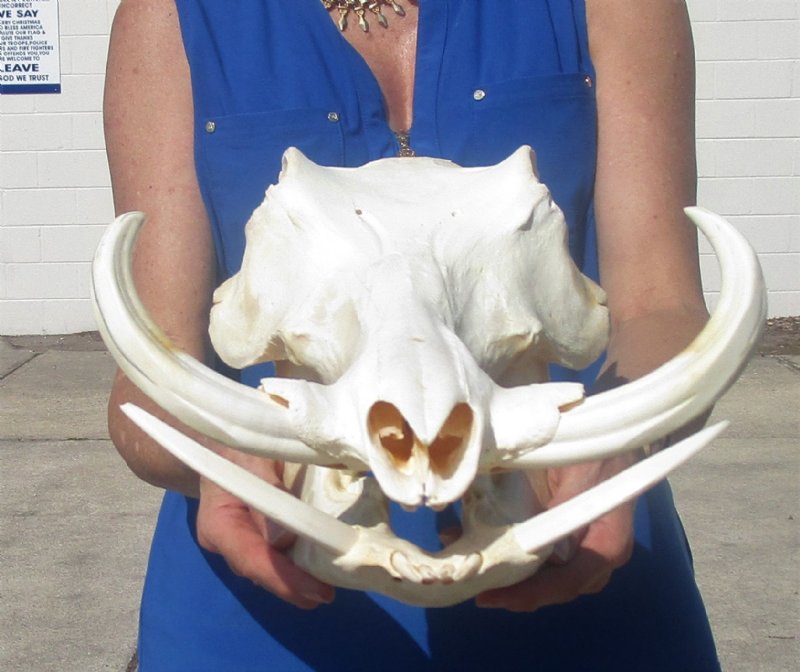 14 inches Real African Warthog Skull for Sale with 7-1/2 and 8 inches Tusks