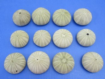 Green Sea Urchin Shells <font color=red>Wholesale</font>  (in shades of green) - Case of 360 @ .30 each