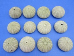 Green Sea Urchin Shells <font color=red>Wholesale</font>  (in shades of green) - Case of 360 @ .30 each