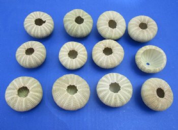 Green Sea Urchin Shells <font color=red>Wholesale</font>  (in shades of green) - Case of 360 @ .30 each