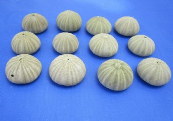 Green Sea Urchin Shells <font color=red>Wholesale</font>  (in shades of green) - Case of 360 @ .30 each