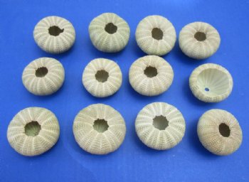 Dried Denuded Green Sea Urchins, 1-5/8 to 2-1/8 inches - 10 @ .70 each; 40 @ .64 each