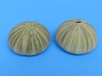 Dried Denuded Green Sea Urchins, 1-5/8 to 2-1/8 inches - 10 @ .70 each; 40 @ .64 each