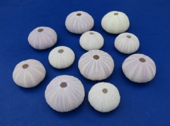 Purple Sea Urchin Shells <font color=red>Wholesale</font> 1-1/2 inches up to 2-1/8 inches  - Case of 320 @ .40 each