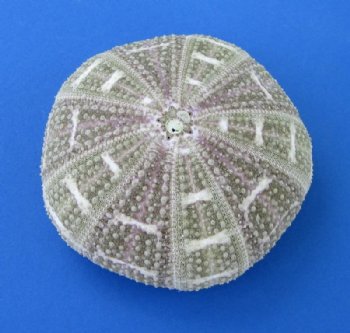  3 to 4 inches Alfonso Sea Urchins  - 10 @ $1.28 each