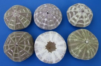  3 to 4 inches Alfonso Sea Urchins <font color=red> Wholesale</font>- Case: 250 @ .65 each