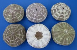  3 to 4 inches Alfonso Sea Urchins <font color=red> Wholesale</font>- Case: 250 @ .65 each