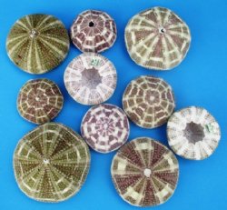 2-1/2 to 3-7/8 inches   Alfonso Sea Urchin Shells <font color=red>Wholesale</font> with colors of Greens and Purples - Case of 180 @ .75 each