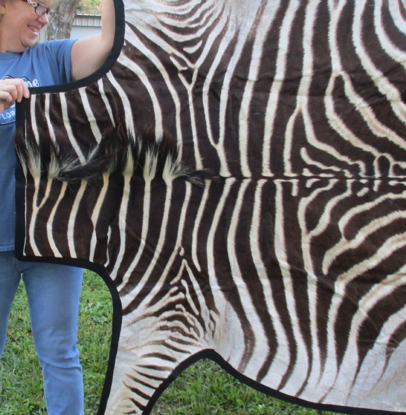 65 x 59 Real Zebra Skin Rug with felt backing