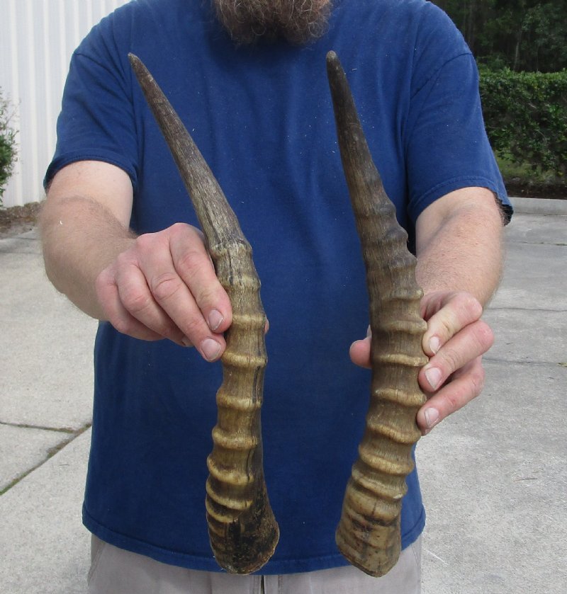 2 Blesbok Horns for Sale, 15 inches for 12.00 each