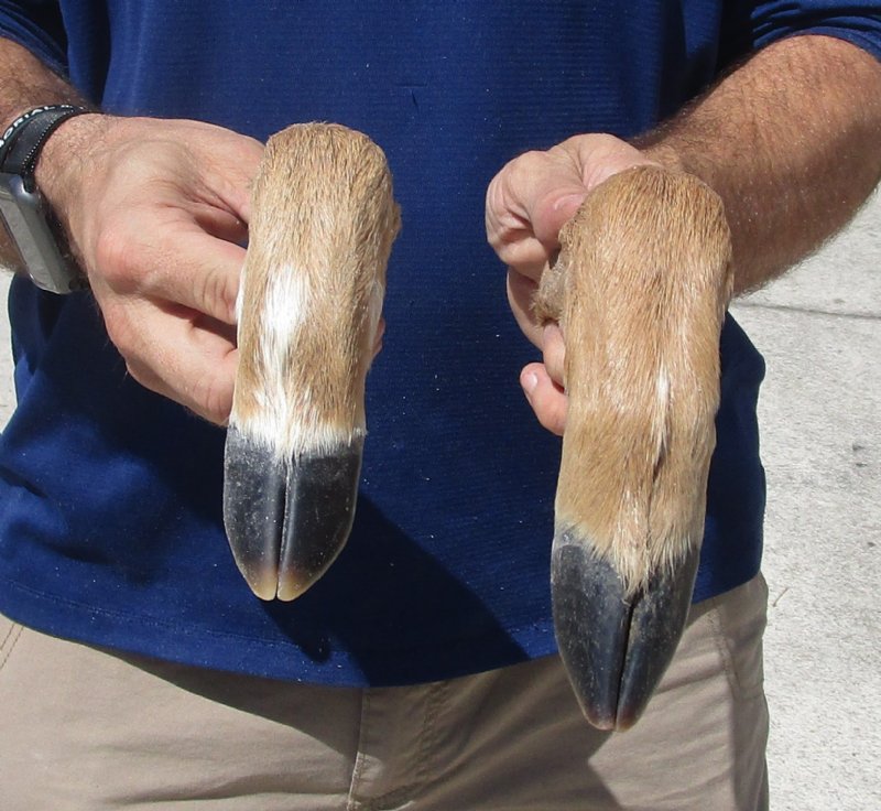 Preserved/Cured Deer Feet For Sale L Shaped for Making Gun Racks