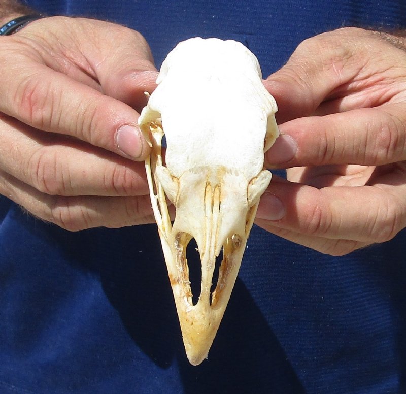 4-1/4 inches Real Turkey Skull for Sale for Skull Collectors - You are ...