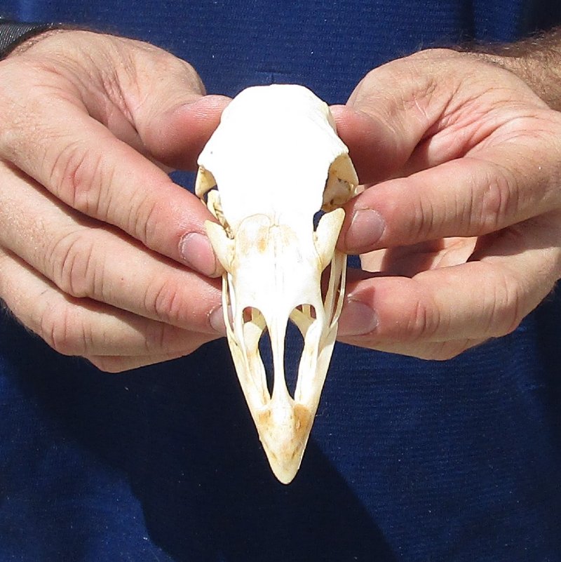 4-1/8 inches Real Turkey Skull for Sale for Skull Collectors - You are ...