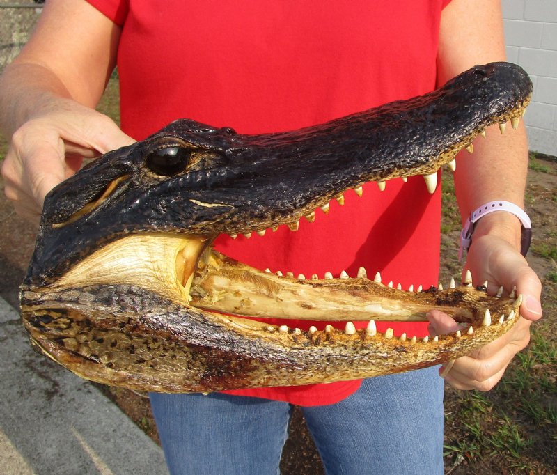 13 inches Real Preserved Alligator Head for Sale from a Louisiana Gator