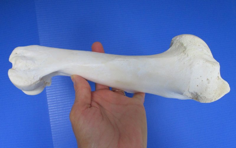 11 inches Water Buffalo Leg Bone for Sale