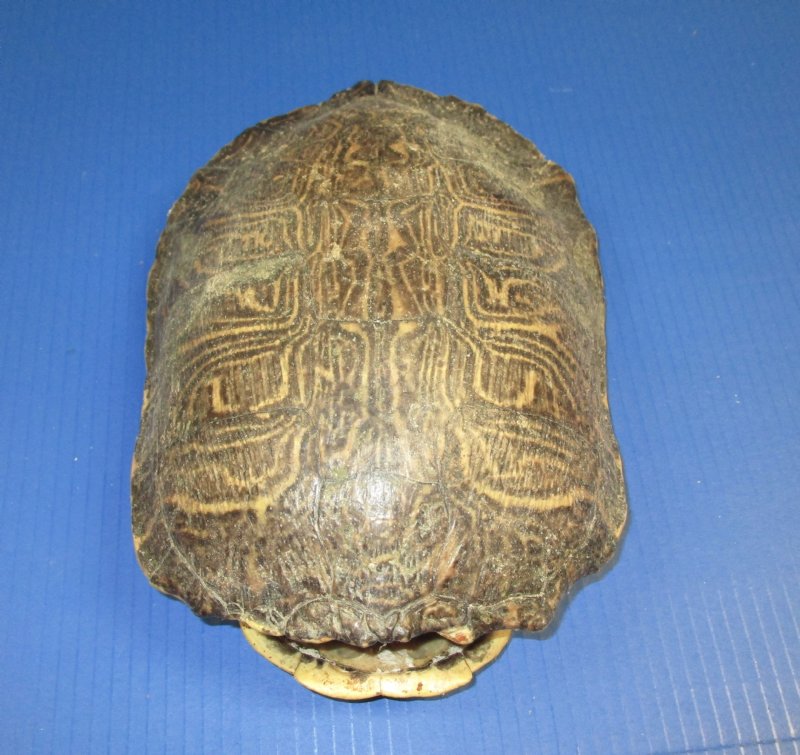 10 inches River Cooter Turtle Shell for Sale - You are buying the one ...