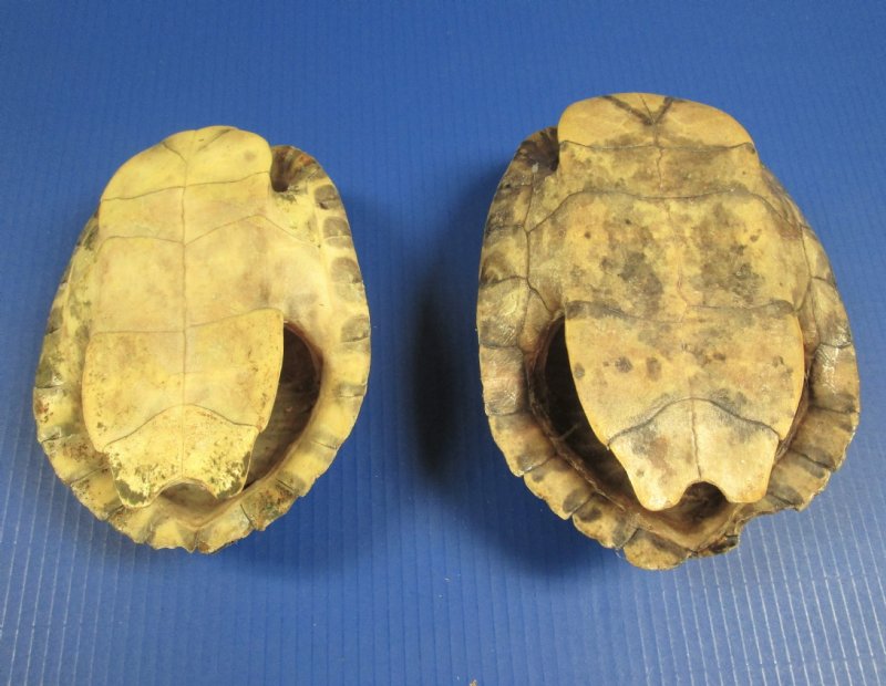 Two Red Eared Slider Turtle Shells For Sale Measuring 7-3 4 Inches And 