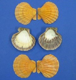 5" Orange Giant Lion's Paw Scallop Shells<font color=red> Wholesale</font>  -  48 @ $1.89 each