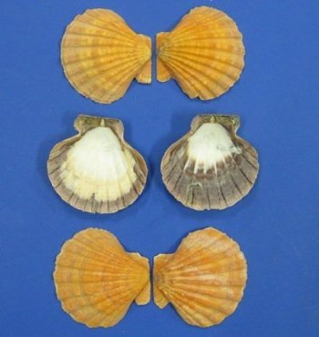 5 to 5-1/2 inches Orange Giant Lion's Paw Shell for Sale, - 6 @ $3.75 each; 12 @ $3.05 each  