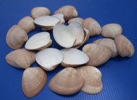 Mexican Chocolate Clam Shells 4 inches - 20 @ $.86 each