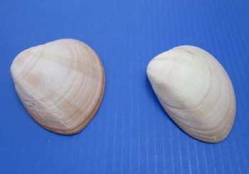 Mexican Chocolate Clam Shells 4 inches - 20 @ $.86 each