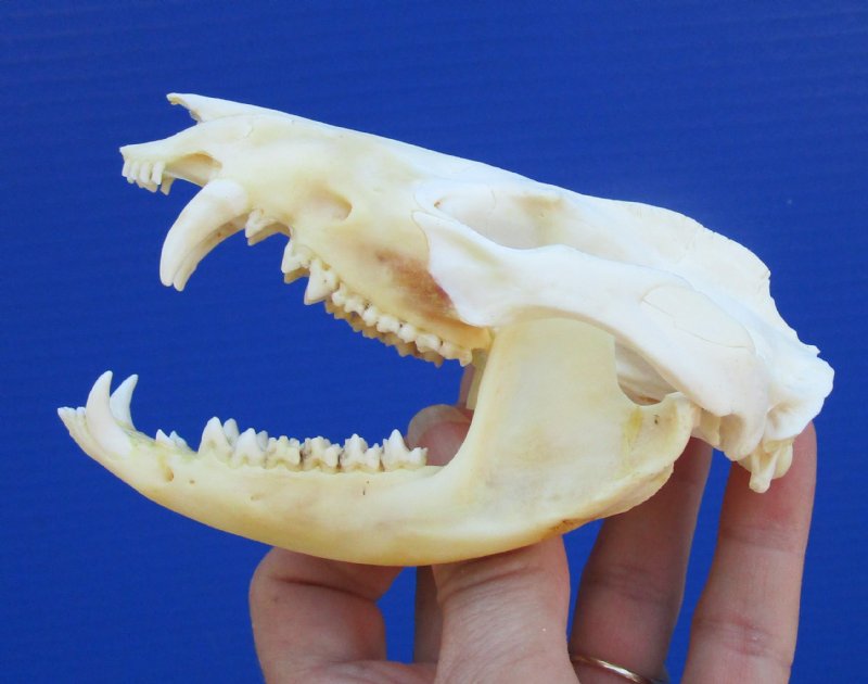 4-1/2 inches North American Opossum Skull for Sale - You are buying ...