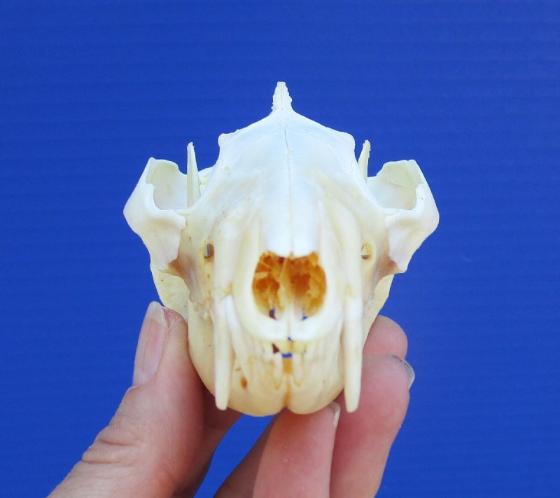 4-1/2 inches North American Opossum Skull for Sale - You are buying ...