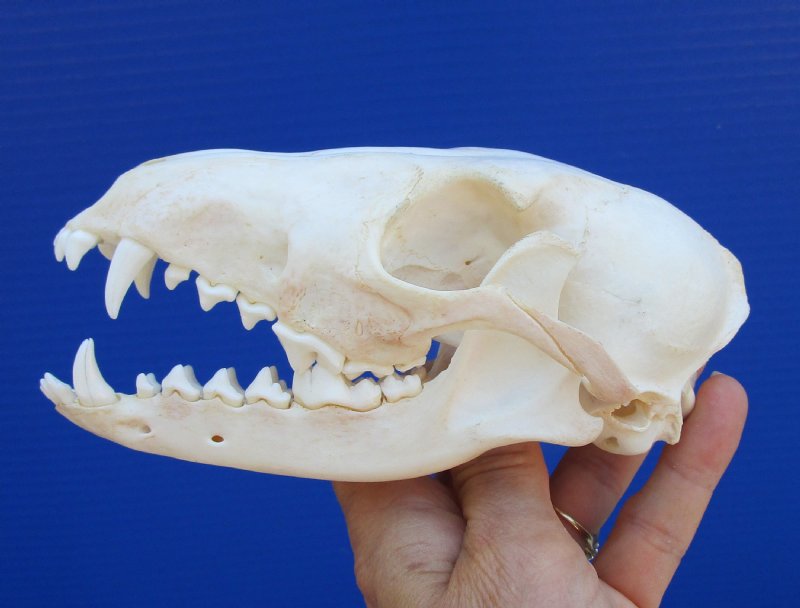 6 inches Authentic African Black-Backed Jackal Skull for Sale - You are ...