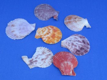 Pecten Nobilis Scallop Shells 1-3/4 to 2-1/2 inches - 2.5 pounds @ $10.35 a bag; 3 Bags @ $9.20 a gallon 