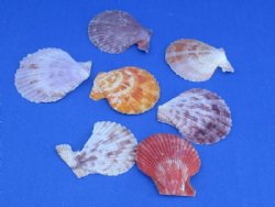 Pecten Nobilis Scal...